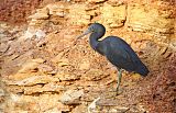 Pacific Reef-Heron